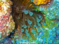 Sea Anemone at Freeport Bahamas.  Photo taken May 2009 wi... by Bonnie Conley 